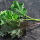 Green Kale or leafy kabbage baby leflets atop dark textured backdrop. Brassica oleracea plant Green Kale or leafy kabbage baby leflets atop dark textured backdrop. Brassica oleracea plant - PhotoDune Item for Sale
