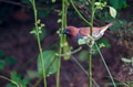 Scaly-breasted munia or Spotted munia or Lonchura punctulata Scaly-breasted munia or Spotted munia or Lonchura punctulata - PhotoDune Item for Sale