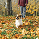 Small white brown mixed breed dog stands on fallen yellow leaves in autumn city park Small white brown mixed breed dog stands on fallen yellow leaves in autumn city park - PhotoDune Item for Sale