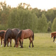 Red or brown horse with a long mane in a pasture at a horse farm Red or brown horse with a long mane in a pasture at a horse farm - PhotoDune Item for Sale