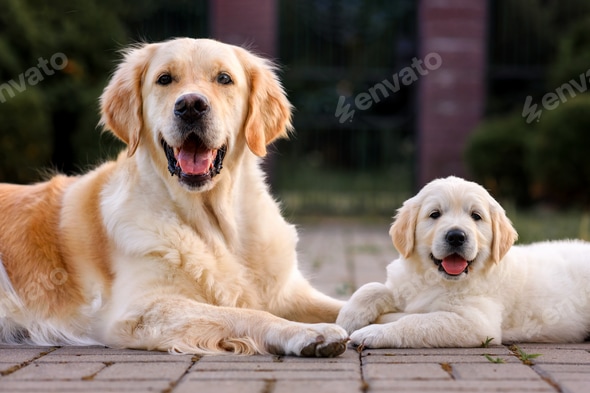 Golden Retriever Best Type Of Dog Breeds Golden Retriever Best