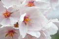 A close-up petal of cherry blossom (sakura) flower A close-up petal of cherry blossom (sakura) flower - PhotoDune Item for Sale