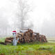 Field of Logs Field of Logs - PhotoDune Item for Sale