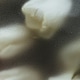 Tulips under the film with water droplets Tulips under the film with water droplets - PhotoDune Item for Sale