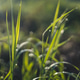 Macro closeup photo of green grass with natural sun light and water drops, abstract background Macro closeup photo of green grass with natural sun light and water drops, abstract background - PhotoDune Item for Sale