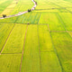 Paddy Field Paddy Field - PhotoDune Item for Sale