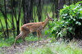 Young deer in summer forest Young deer in summer forest - PhotoDune Item for Sale