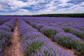 Lavender flowers Lavender flowers - PhotoDune Item for Sale