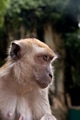 Macaque monkey in the batu caves of malaysia Macaque monkey in the batu caves of malaysia - PhotoDune Item for Sale