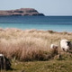 Flock of Sheep at the Beach Flock of Sheep at the Beach - PhotoDune Item for Sale