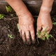 Natural background. Close-up of an elderly woman's hands. Summer. A woman grows flowers seedlings Natural background. Close-up of an elderly woman's hands. Summer. A woman grows flowers seedlings - PhotoDune Item for Sale