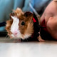 Guinea pig Sweet small white-red pet dressed in red vest with leash sits on the floor room at home Guinea pig Sweet small white-red pet dressed in red vest with leash sits on the floor room at home - PhotoDune Item for Sale