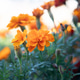 orange blooms orange blooms - PhotoDune Item for Sale