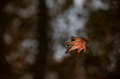 Maple leaf floating on the water in Japan Maple leaf floating on the water in Japan - PhotoDune Item for Sale