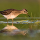 A Hunting Wood Sandpiper Takes a Pause at a Summer River A Hunting Wood Sandpiper Takes a Pause at a Summer River - PhotoDune Item for Sale