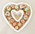 Hobbies / gardening / home decor, Mutant lithops (pebble plants) arranged in a heart-shaped pot Hobbies / gardening / home decor, Mutant lithops (pebble plants) arranged in a heart-shaped pot - PhotoDune Item for Sale