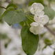 Branches of blossoming apple tree macro with soft focus background. Easter and spring cards. Branches of blossoming apple tree macro with soft focus background. Easter and spring cards. - PhotoDune Item for Sale