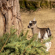 Cute baby goat standing near tree trunk in farm environment Cute baby goat standing near tree trunk in farm environment - PhotoDune Item for Sale