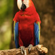Red blue parrot sitting on wooden branch facing left looking at me in the forrest at daytime. Red blue parrot sitting on wooden branch facing left looking at me in the forrest at daytime. - PhotoDune Item for Sale