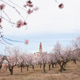 almond tree in full bloom with pink blossoms in front of small town almond tree in full bloom with pink blossoms in front of small town - PhotoDune Item for Sale