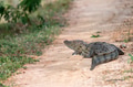 Mugger crocodile or Crocodylus palustris on river bank Mugger crocodile or Crocodylus palustris on river bank - PhotoDune Item for Sale