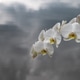White Orchid Flowers Floating In Visual Silence White Orchid Flowers Floating In Visual Silence - PhotoDune Item for Sale