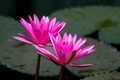 Pink water lily in the pond Pink water lily in the pond - PhotoDune Item for Sale