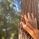 Connecting with nature an unrecognizable person touches a tree while hiking in a local forest Connecting with nature an unrecognizable person touches a tree while hiking in a local forest - PhotoDune Item for Sale