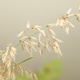 blur grass object during the day blur grass object during the day - PhotoDune Item for Sale
