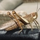 The Grasshopper The Grasshopper - PhotoDune Item for Sale