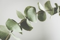 Close Up View of Dry Eucalyptus Branch. Close Up View of Dry Eucalyptus Branch. - PhotoDune Item for Sale