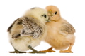 Two chicks standing in front of white background Two chicks standing in front of white background - PhotoDune Item for Sale
