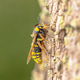 Hornet Moth resting on Trunk Hornet Moth resting on Trunk - PhotoDune Item for Sale