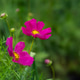 A close-up of a light pink Cosmos bipinnatus flower blooming in a summer garden A close-up of a light pink Cosmos bipinnatus flower blooming in a summer garden - PhotoDune Item for Sale