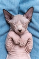 Sphynx Cat blue mink and white color with closed eyes, sleeping lying down on his back on blue jeans Sphynx Cat blue mink and white color with closed eyes, sleeping lying down on his back on blue jeans - PhotoDune Item for Sale