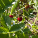 Ripe red strawberries in a wild meadow close-up Ripe red strawberries in a wild meadow close-up - PhotoDune Item for Sale