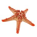 Red-knobbed starfish Red-knobbed starfish - PhotoDune Item for Sale