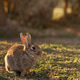Wild Rabbit Resting Peacefully on Mossy Ground in Soft Natural Light Outdoors. Wild Rabbit Resting Peacefully on Mossy Ground in Soft Natural Light Outdoors. - PhotoDune Item for Sale