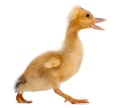 Domestic duckling walking in front of white background Domestic duckling walking in front of white background - PhotoDune Item for Sale
