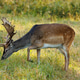 European fallow deer (Dama dama) on the meadow European fallow deer (Dama dama) on the meadow - PhotoDune Item for Sale