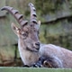 closeup shot of a capra ibex on blurred nature background closeup shot of a capra ibex on blurred nature background - PhotoDune Item for Sale