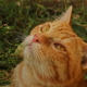 an adorable orange cat looks up an adorable orange cat looks up - PhotoDune Item for Sale