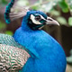Peacock portrait Peacock portrait - PhotoDune Item for Sale