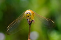Dragonfly on green leaf Dragonfly on green leaf - PhotoDune Item for Sale