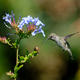 Hummingbird near blue flower in garden. Hummingbird near blue flower in garden. - PhotoDune Item for Sale