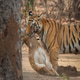 Tigress With Kill Tigress With Kill - PhotoDune Item for Sale