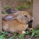 cute domestic rabbits sitting together on the ground cute domestic rabbits sitting together on the ground - PhotoDune Item for Sale