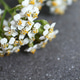 Close-Up of Delicate Yarrow Flowers. A Natural Beauty for Creative and Wellness Projects. Close-Up of Delicate Yarrow Flowers. A Natural Beauty for Creative and Wellness Projects. - PhotoDune Item for Sale