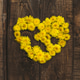 Top view of heart lined with yellow dandelion flowers with holes, wooden background. Top view of heart lined with yellow dandelion flowers with holes, wooden background. - PhotoDune Item for Sale