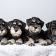 Four cute miniature schnauzer puppies with expressive faces lying side by side Four cute miniature schnauzer puppies with expressive faces lying side by side - PhotoDune Item for Sale